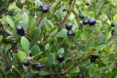 Cây Trâm lá cà mà, Xích nam - Syzygium buxifolium Hook, et. Arn