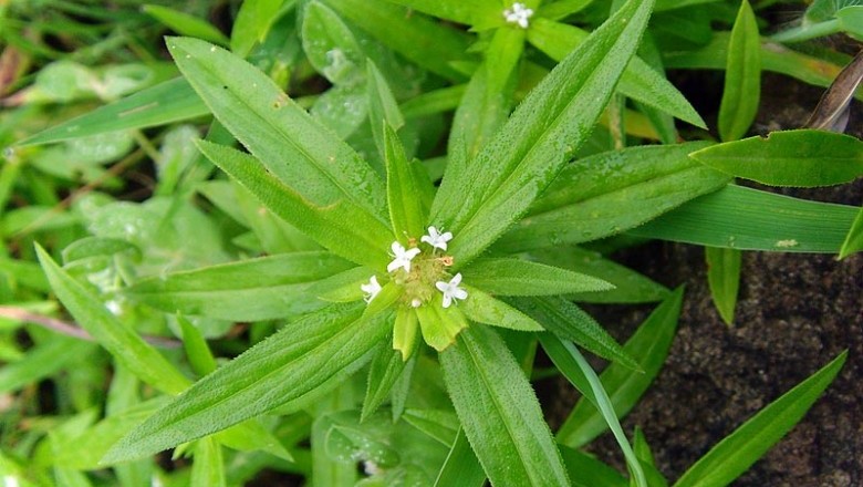 Cây Ruột gà nhỏ, Rau chiên, Phong hoa thảo - Borreria pusilla (Wall.) DC. (Spermacoce pusilla Wall., Borreria stricta (L. f.) G. Mey.)