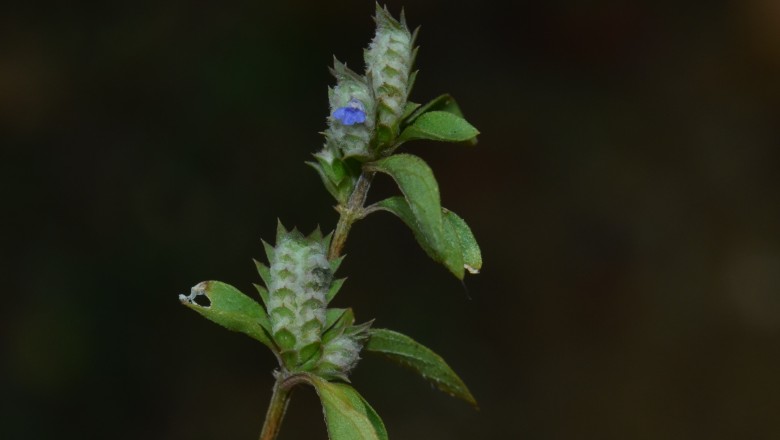 Cây Rung rìa, Cây chúng, Thử vĩ hoàng - Rungia pectinata (L.) Nees