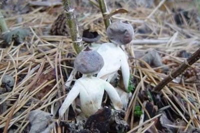 Phát hiện loài nấm giống hình người