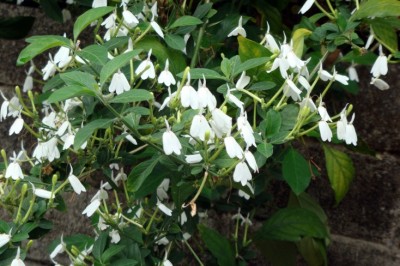 Dược liệu Bạch hạc trị bệnh và Một số bài thuốc thường dùng