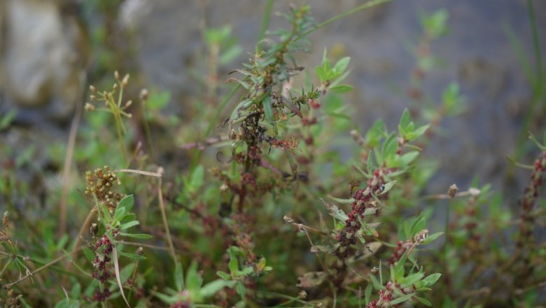 Cây Ruộng cày, Biệt gia - Bergia ammannioides Roxb