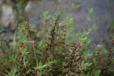 Cây Ruộng cày, Biệt gia - Bergia ammannioides Roxb