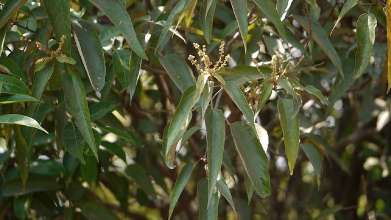 Cây Rùm nao, Mọt, Cánh kiến - Mallotus philippinensis (Lam.) Muell. -Arg