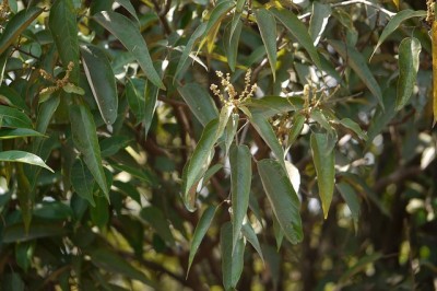 Cây Rùm nao, Mọt, Cánh kiến - Mallotus philippinensis (Lam.) Muell. -Arg