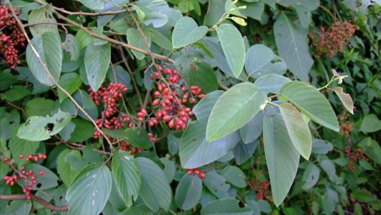Cây Rung rúc nhiều hoa - Berchemia floribunda (Wall.) Brongn. (Zizyphus floribundus Wall.)