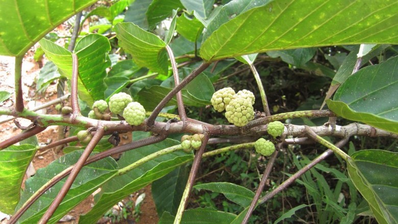 Cây Rum thơm, Sung dây - Poikilospermum suaveolens (Blume) Merr