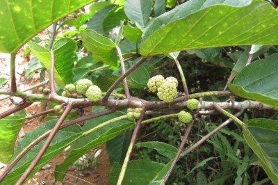 Cây Rum thơm, Sung dây - Poikilospermum suaveolens (Blume) Merr
