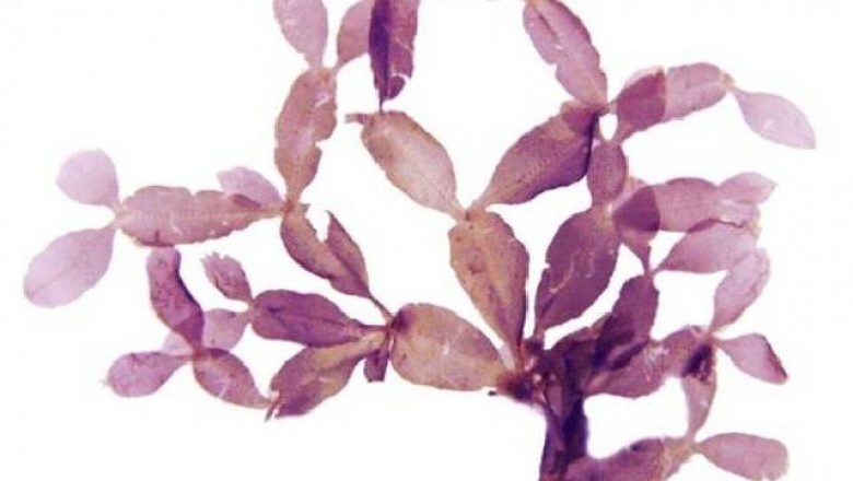 Cây Rong thuốc giun sần, Rong kiều thiệt Leprieur - Caloglossa leprieurii (Mont.) J. Agardh