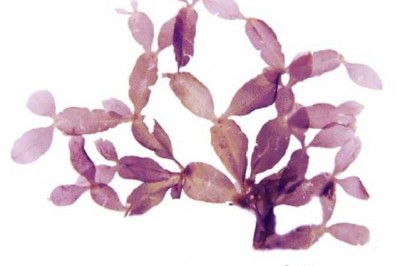 Cây Rong thuốc giun sần, Rong kiều thiệt Leprieur - Caloglossa leprieurii (Mont.) J. Agardh