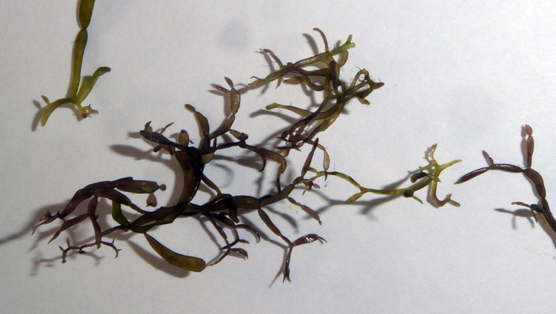 Cây Rong thun thút nhánh đốt - Catenella nipae Zanardini