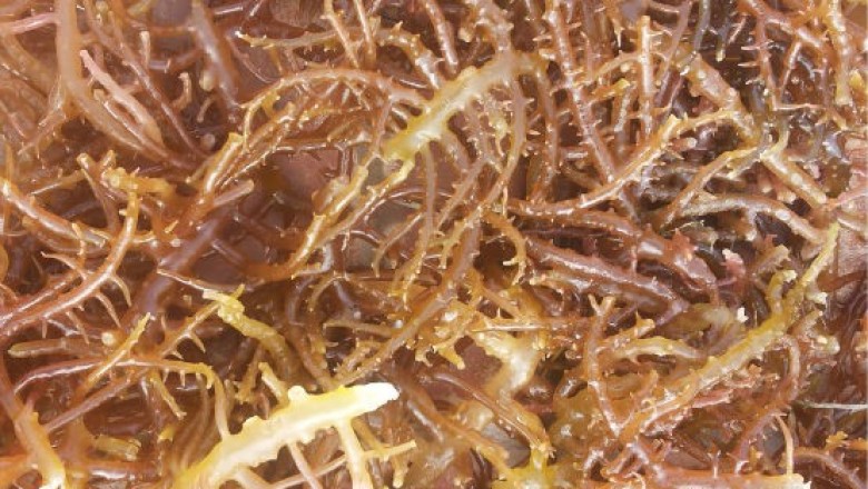 Cây Rong hồng vân, Rong đỏ - Eucheuma gelatinae (Esp.) J. Agradh