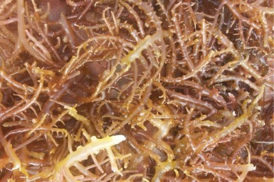 Cây Rong hồng vân, Rong đỏ - Eucheuma gelatinae (Esp.) J. Agradh