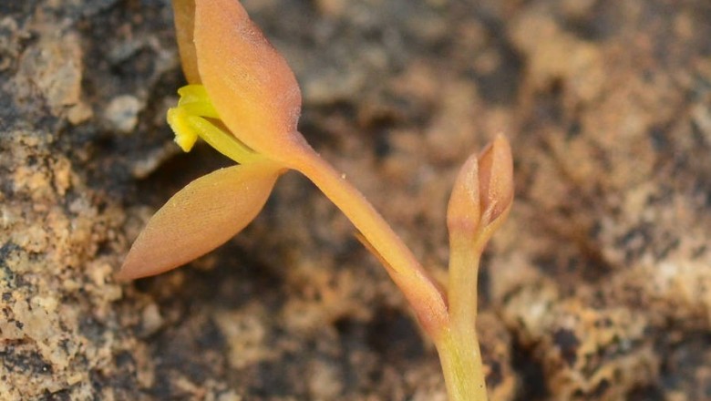 Cây Rong ly chẻ hai, Nhĩ cán chẻ hai - Utricularia bifida L