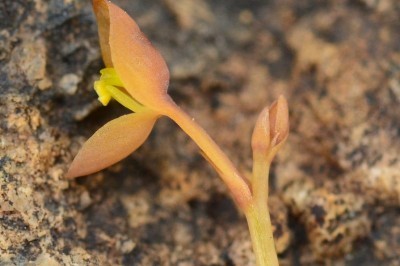 Cây Rong ly chẻ hai, Nhĩ cán chẻ hai - Utricularia bifida L