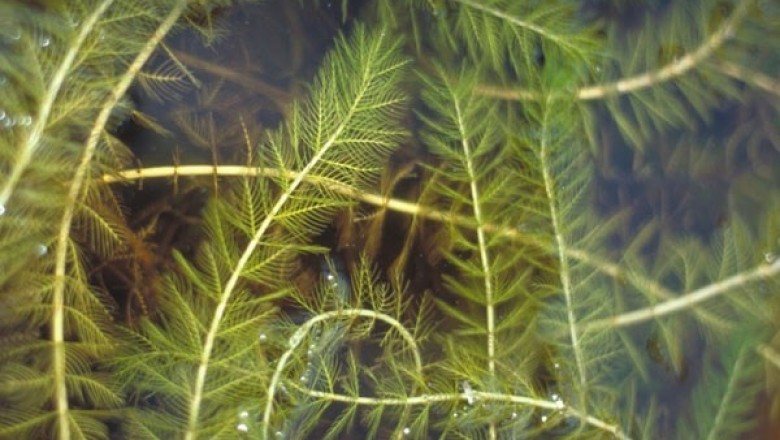 Cây Rong xương cá - Myriophyllum spicatum L