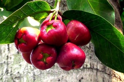 Cây Roi đỏ, Mận hương tàu - Syzygium samarangense (Blume) Merr. et Perry
