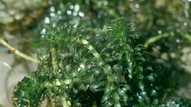 Cây Rong đuôi chồn, Thủy thảo - Hydrilla verticillata (L. f.) Royle