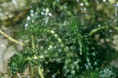Cây Rong đuôi chồn, Thủy thảo - Hydrilla verticillata (L. f.) Royle