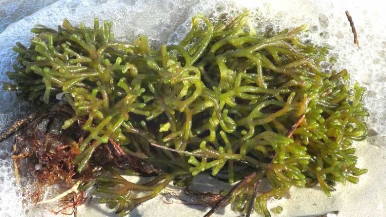 Cây Rong đại bò - Codium repens (Cronan) Vickers