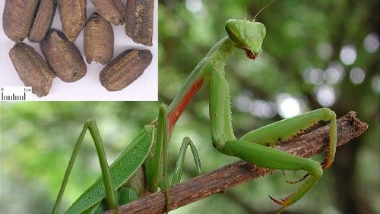 Tổ bọ ngựa làm thuốc