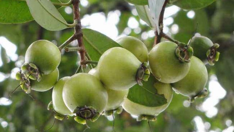 Cây Roi, Lý, Bồ đào, Gioi, Ðiều đỏ - Syzygium jambos (L.) Alston (Eugenia Jumbos L.)