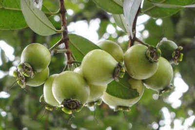 Cây Roi, Lý, Bồ đào, Gioi, Ðiều đỏ - Syzygium jambos (L.) Alston (Eugenia Jumbos L.)