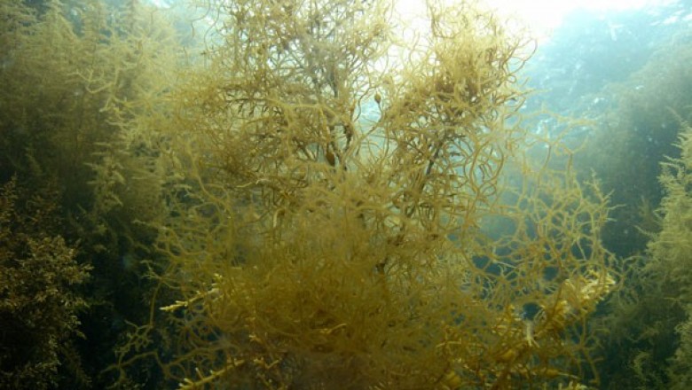 Cây Rong nái - Nemacystus decipiens (Sur.) Kuck