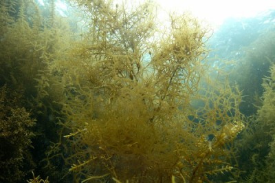Cây Rong nái - Nemacystus decipiens (Sur.) Kuck