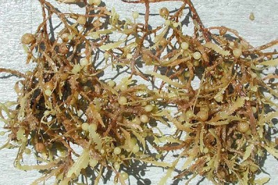 Cây Rong mơ mềm, Rong lá mơ mềm - Sargassum tenerrimum J. Agardh