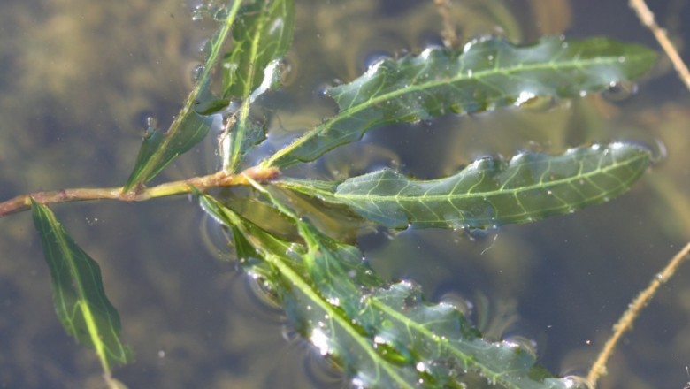 Cây Rong liễu, Rong đầm lầy, Tồ thảo, Giang thảo nhăn - Potamogeton crispus L