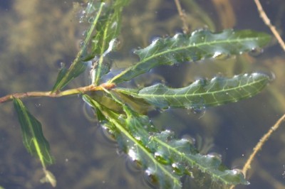 Cây Rong liễu, Rong đầm lầy, Tồ thảo, Giang thảo nhăn - Potamogeton crispus L