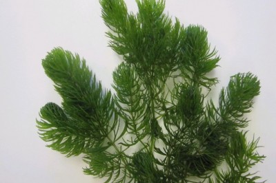 Cây Rong đuôi chó, Ðuôi chồn - Ceratophyllum demersum L
