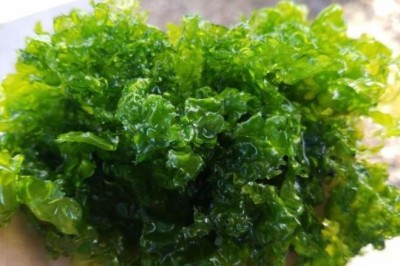 Cây Rong cải biển nhăn, Rau diếp biển - Ulva lactuca L