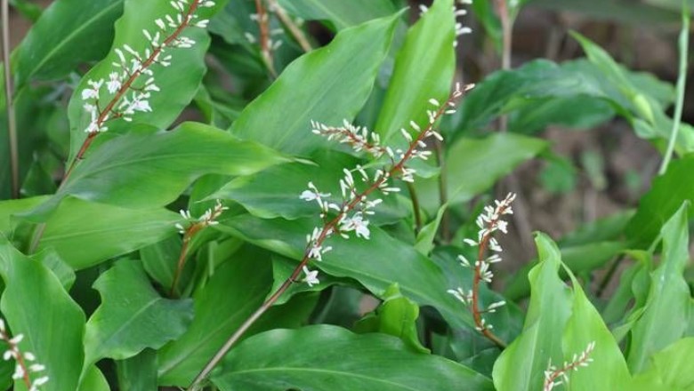Cây Riềng tàu - Alpinia chinensis (Retz.) Roscoe