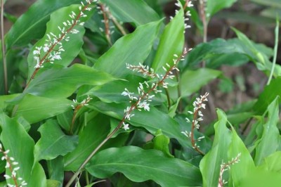 Cây Riềng tàu - Alpinia chinensis (Retz.) Roscoe