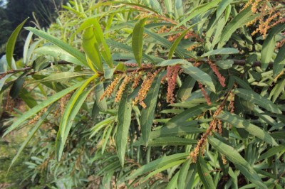 Cây Rì rì - Homonoia riparia Lour