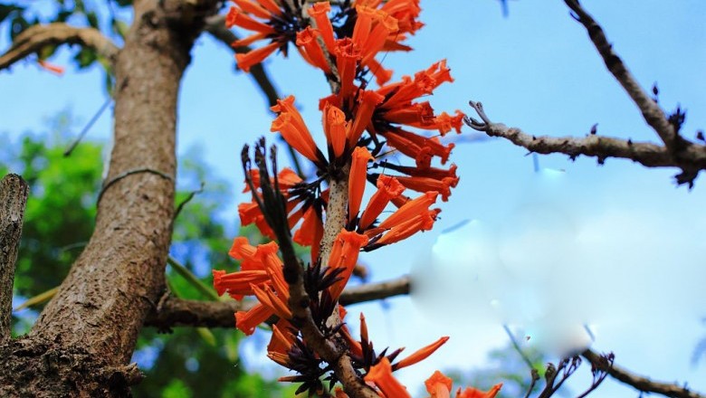 Cây Rọc rạch lửa, Rà đẹt lửa, Chua tay, Hóa thiêu hoa - Radermuchera ignea (Kurz) Steenis (Spathodea igneaKurz, Mayodendron igneum (Kurz) Kurz