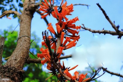 Cây Rọc rạch lửa, Rà đẹt lửa, Chua tay, Hóa thiêu hoa - Radermuchera ignea (Kurz) Steenis (Spathodea igneaKurz, Mayodendron igneum (Kurz) Kurz