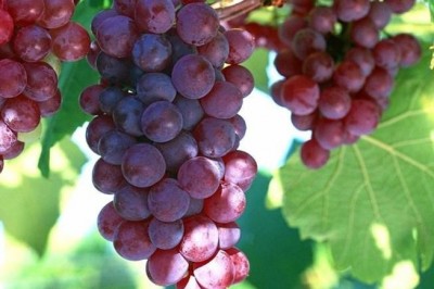 Ăn nhỏ và tác dụng của quả nho đối với sức khỏe