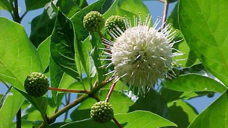 Cây Rì rì lớn lá, Rì rì bông gáo - Cephalanthus stellatus Lour. (C. angustifolius Lour., Nauclea stellata Wall.)
