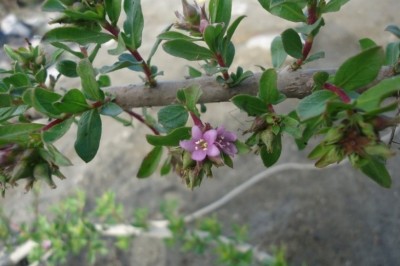 Cây Rì rì cát - Rotula aquatica Lour