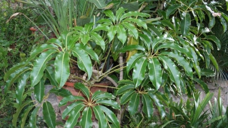Cây Riều hoa, Da nhụy, mộc - Tupidanthus calyptratus Hook. f. et. Thoms
