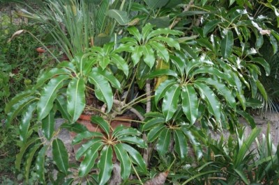 Cây Riều hoa, Da nhụy, mộc - Tupidanthus calyptratus Hook. f. et. Thoms