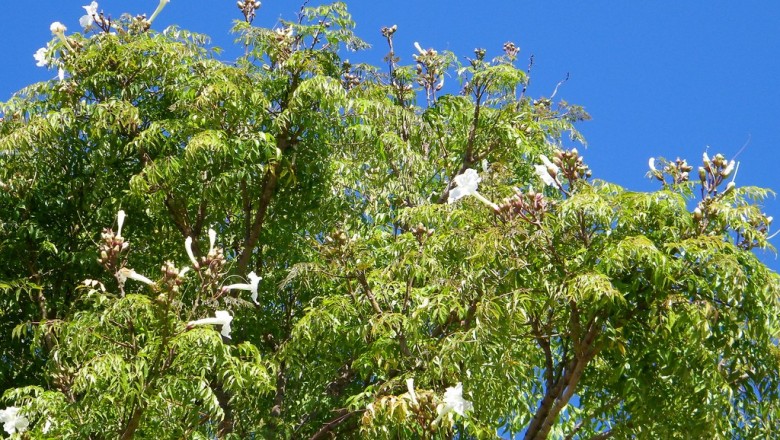 Cây Rọc rạch, Hầu đậu, Xoan đậu - Radermachera sinica (Hance) Hemsl