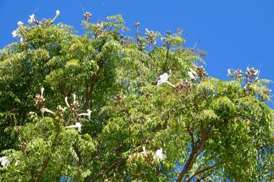 Cây Rọc rạch, Hầu đậu, Xoan đậu - Radermachera sinica (Hance) Hemsl