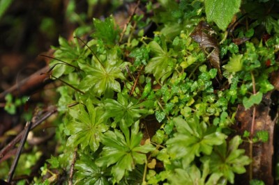 Cây Rêu hồng đài, Noãn địa đại diệp đài - Rhodobryum giganteum (Hook.) Par