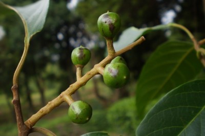 Cây Rẹp - Prunus ceylanica (Wight) Miq