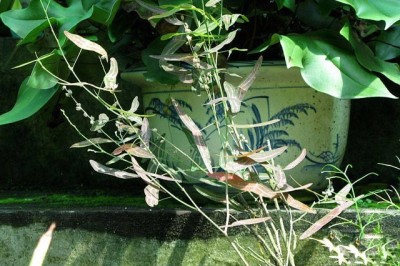 Cây Re nác, Kiết thảo thắt - Christia constricta (Schindl.) T. C. Chen (Lourea constricta Schindl.,)