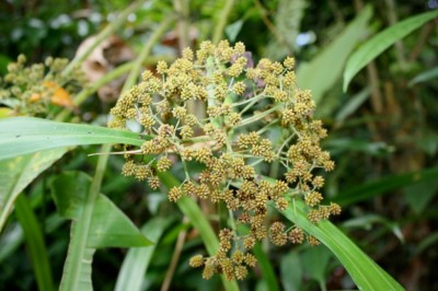 Cây Rẻ quạt núi, Xạ can núi - Hypolytrum nemorum (Vall.) Spreng